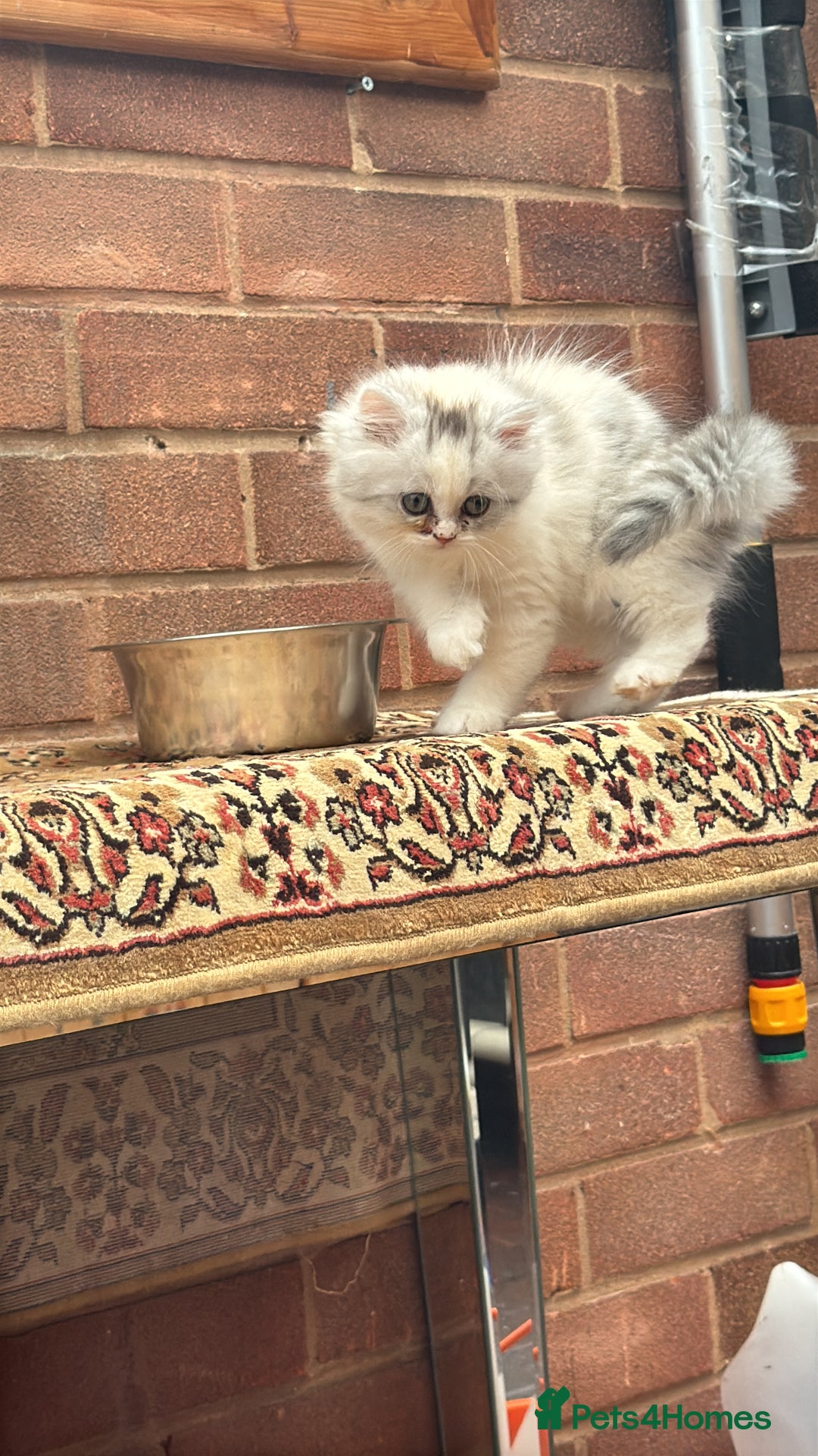 Persian cats for sale: Lovely Persian cats  - Image 15