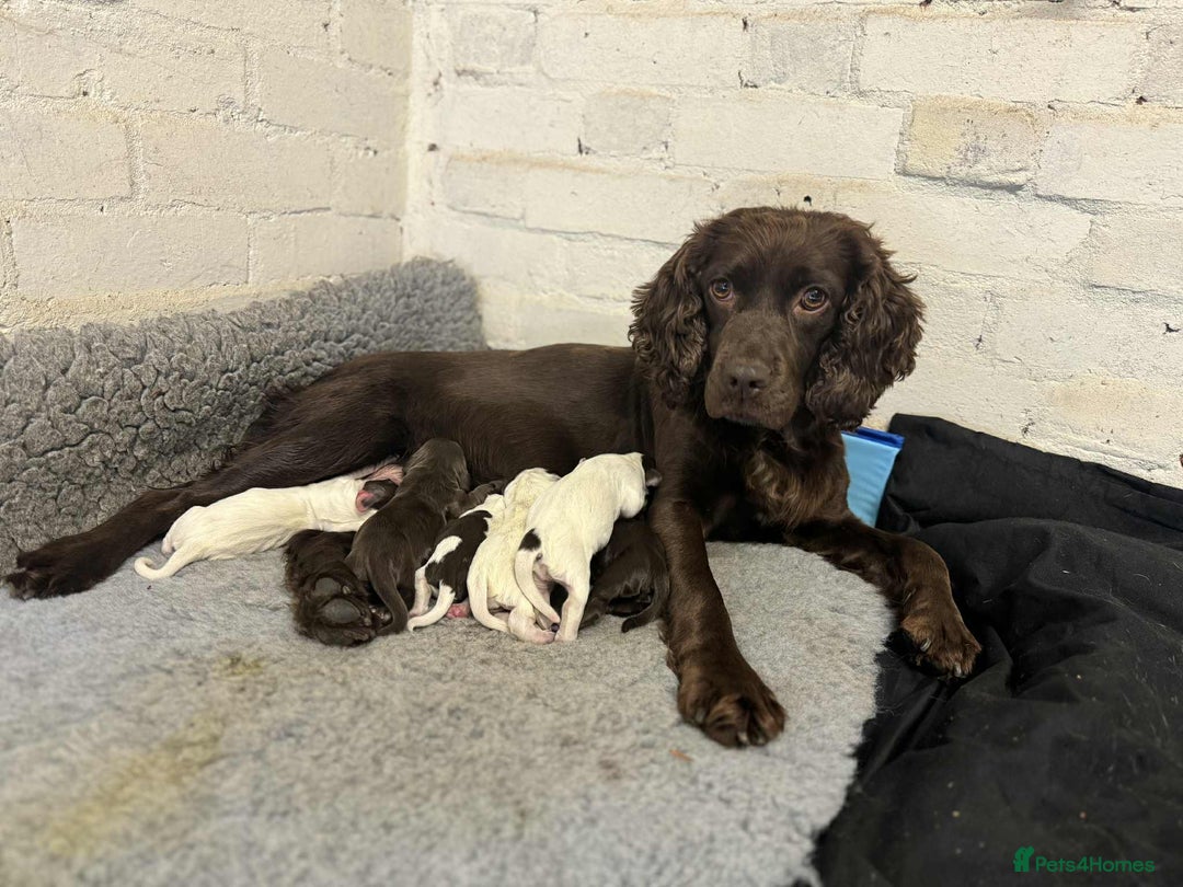 English Springer Spaniel dogs for sale: Spaniel puppies - Image 2