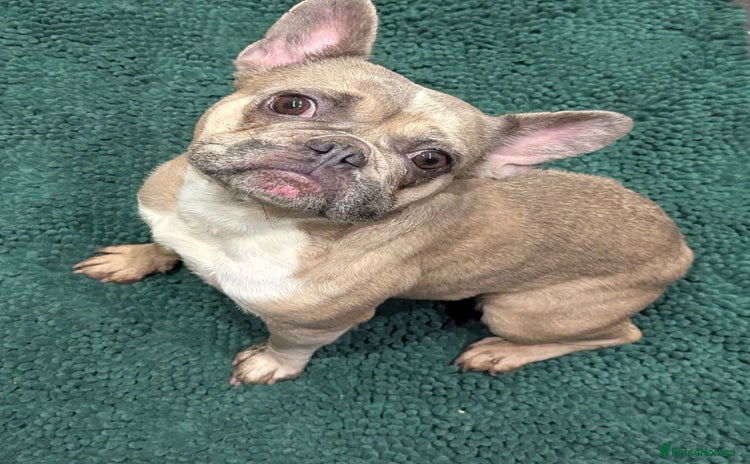 French Bulldog dogs - Advert 4