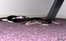 Mixed Breed cats for sale: Tabby kittens  - Image 3