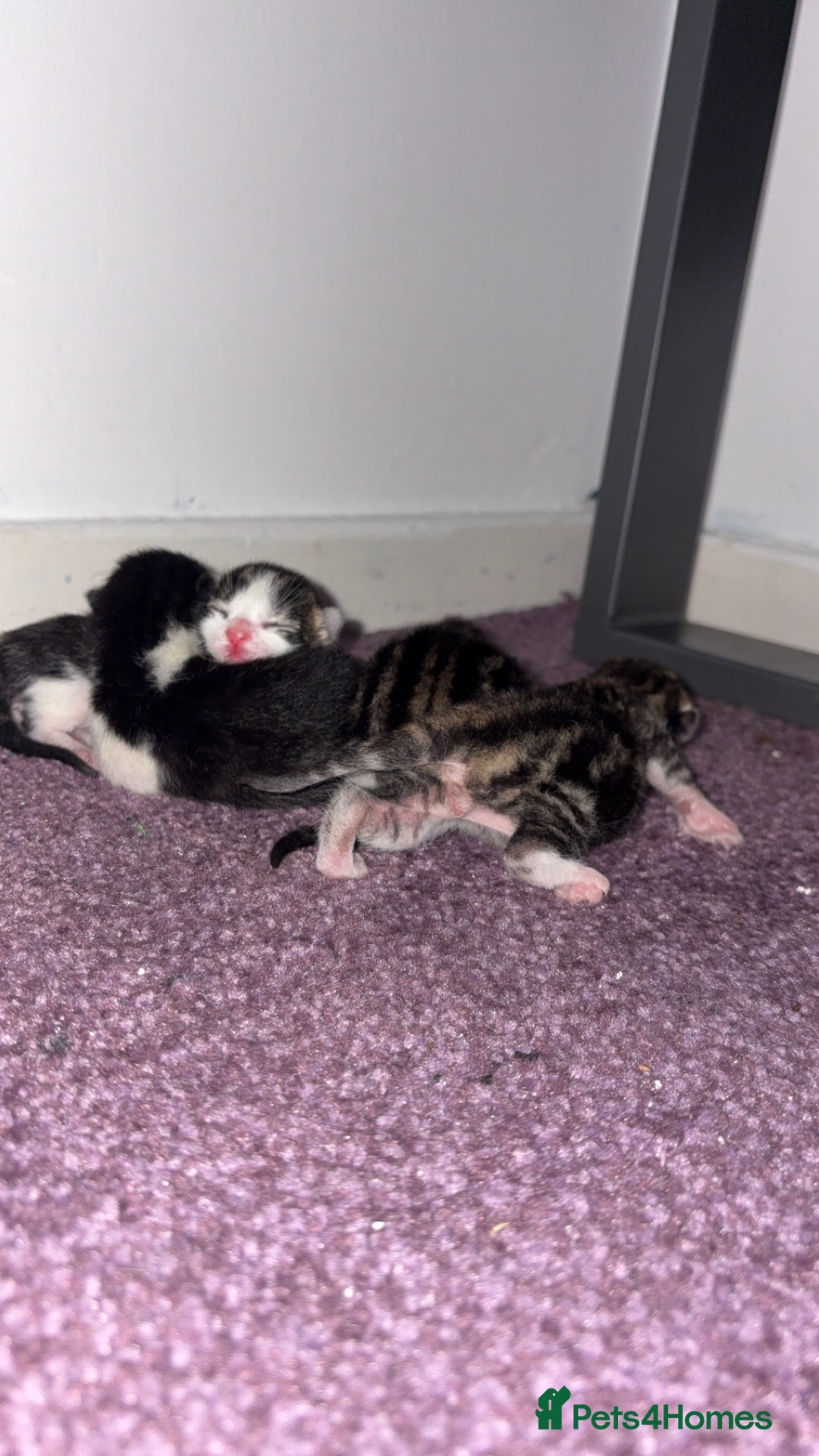 Mixed Breed cats for sale: Tabby kittens  - Image 3