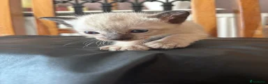 Siamese Kitten 5