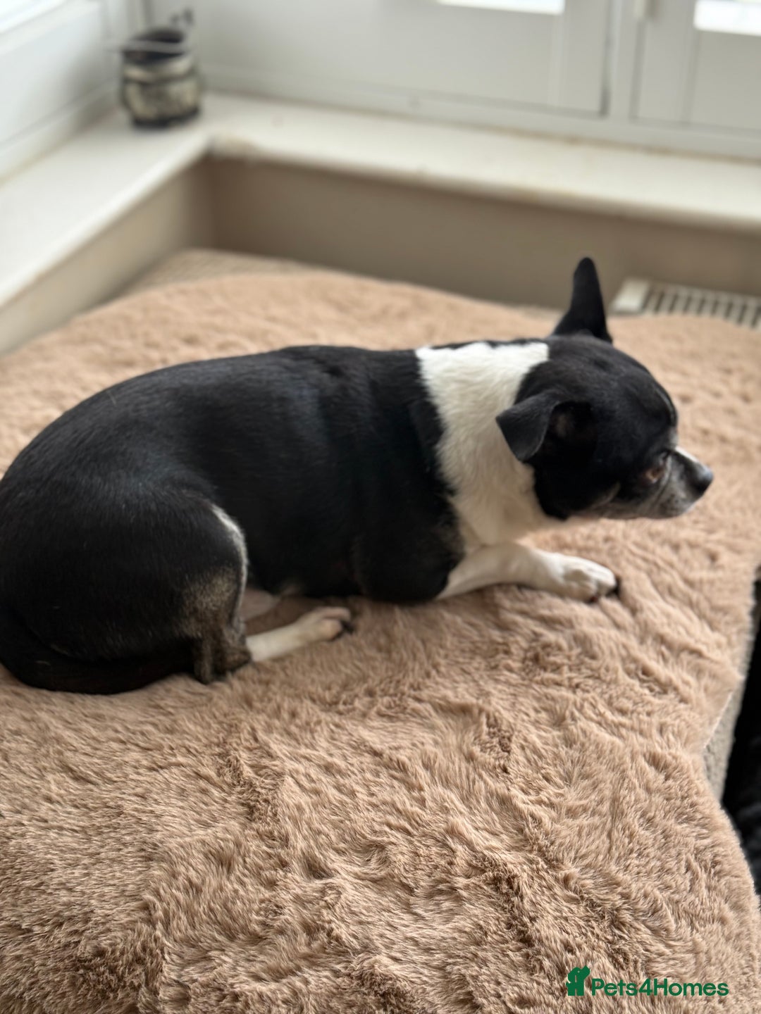 Chihuahua dogs for sale: Short Haired Chihuahua puppies  - Image 4