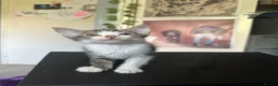 Mixed Breed cats for sale: Two Beautiful kittens ! in London - Advert 9