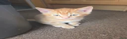 Domestic Shorthair cats for sale: Very playfully  - Advert 1