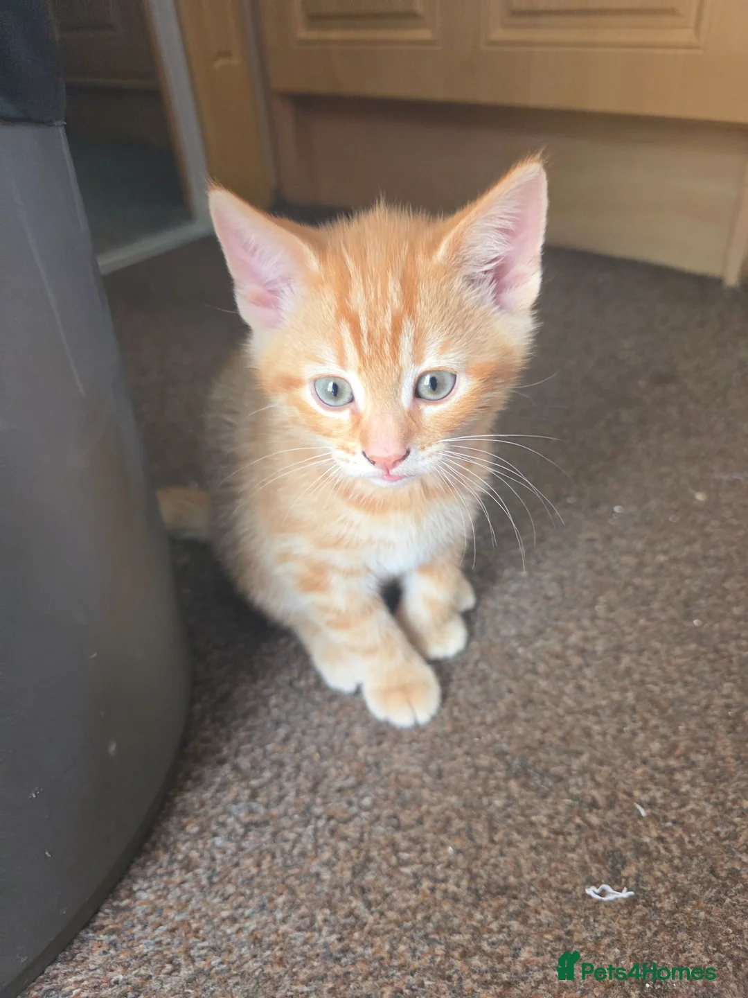 Domestic Shorthair cats for sale: Very playfully  - Advert 1