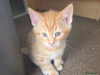 Domestic Shorthair cats Very playfully - Advert 2