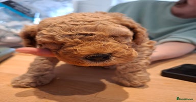 Cavapoo dogs - Advert 5