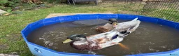 Ducks poultry for sale: 2 Male call Ducks (1 Abacot and 1 Rouen) - Advert 5
