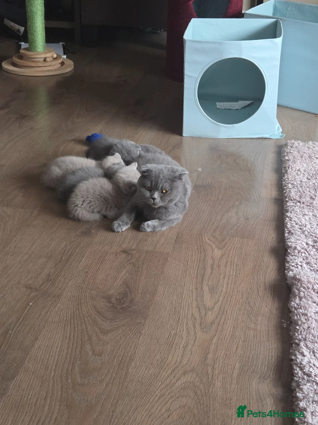 Scottish Fold cats for sale: Beautiful Scottish fold kittens.  in Boston - Advert 2