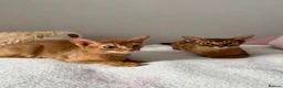 Abyssinian cats for sale: 2 Abyssinian Tica kittens girls  - Advert 8