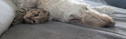 Mixed Breed cats for sale: British short hair BSH cross - Advert 3