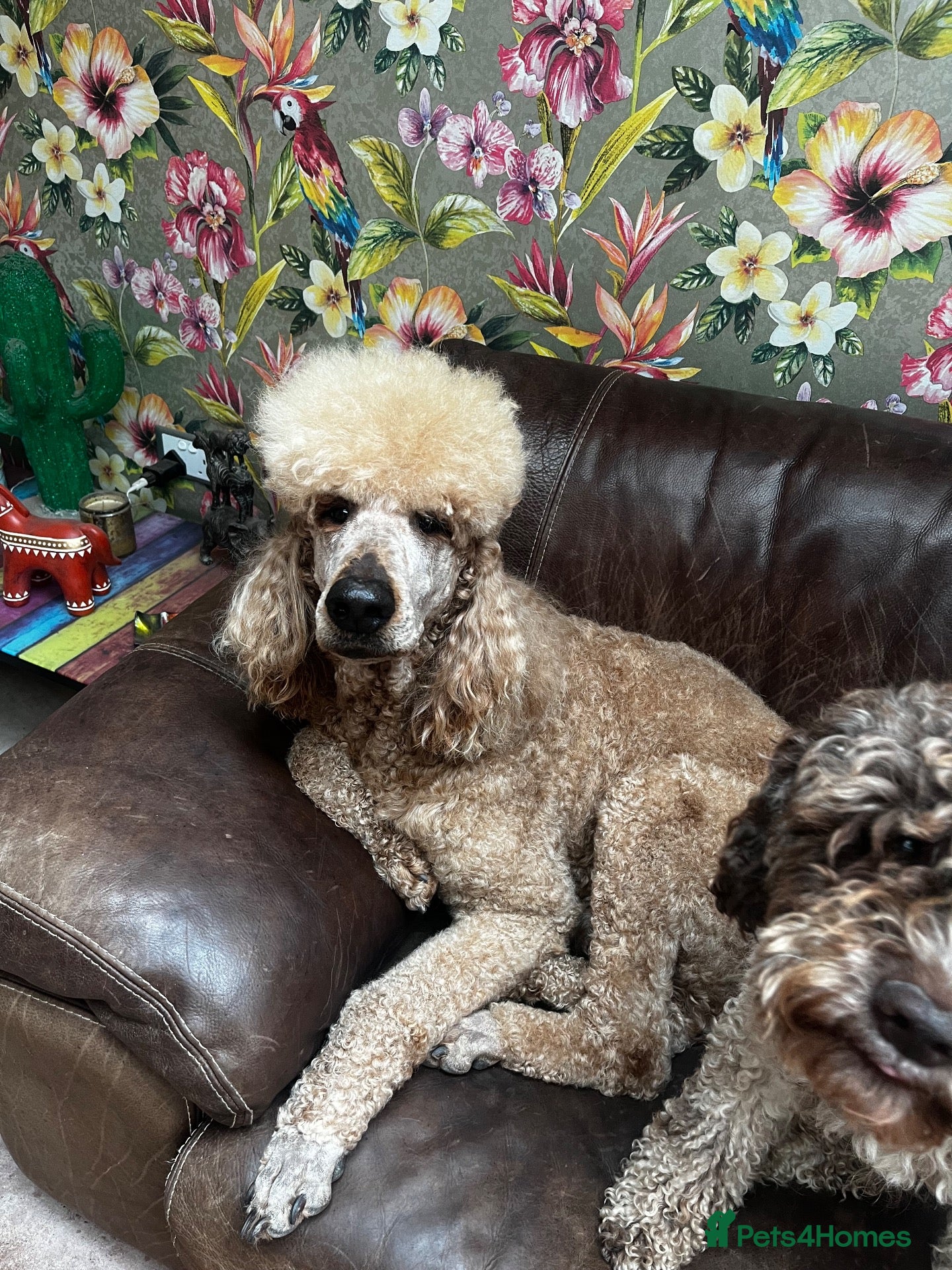 Standard Poodle dogs Gorgeous red standard poodle Trigger - Advert 1
