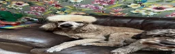 Standard Poodle dogs for stud: Gorgeous red standard poodle Trigger - Advert 1