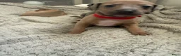 Italian Greyhound dogs for sale: 2 LEFT KC Italian greyhound puppies  - Advert 34