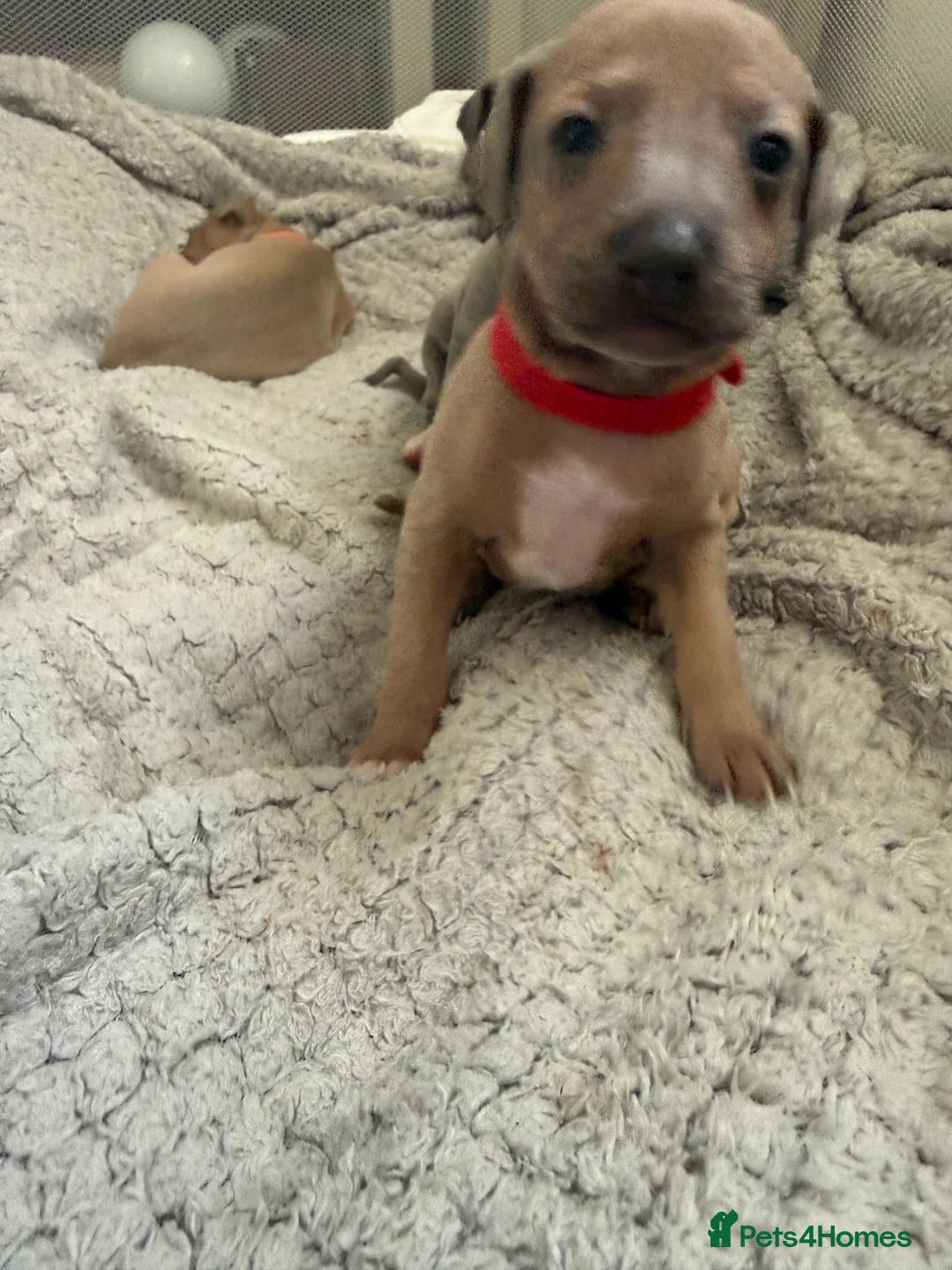 Italian Greyhound dogs for sale: 2 LEFT KC Italian greyhound puppies  - Advert 34