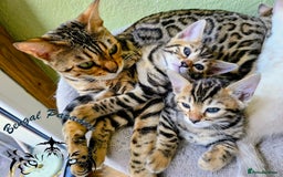 Bengal cats for sale: BENGALPARADISE KITTENS  - Image 6
