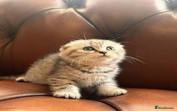 Scottish Fold cats for sale: 💫🐾Adorable kittens looking for loving homes🐾💫 - Image 13