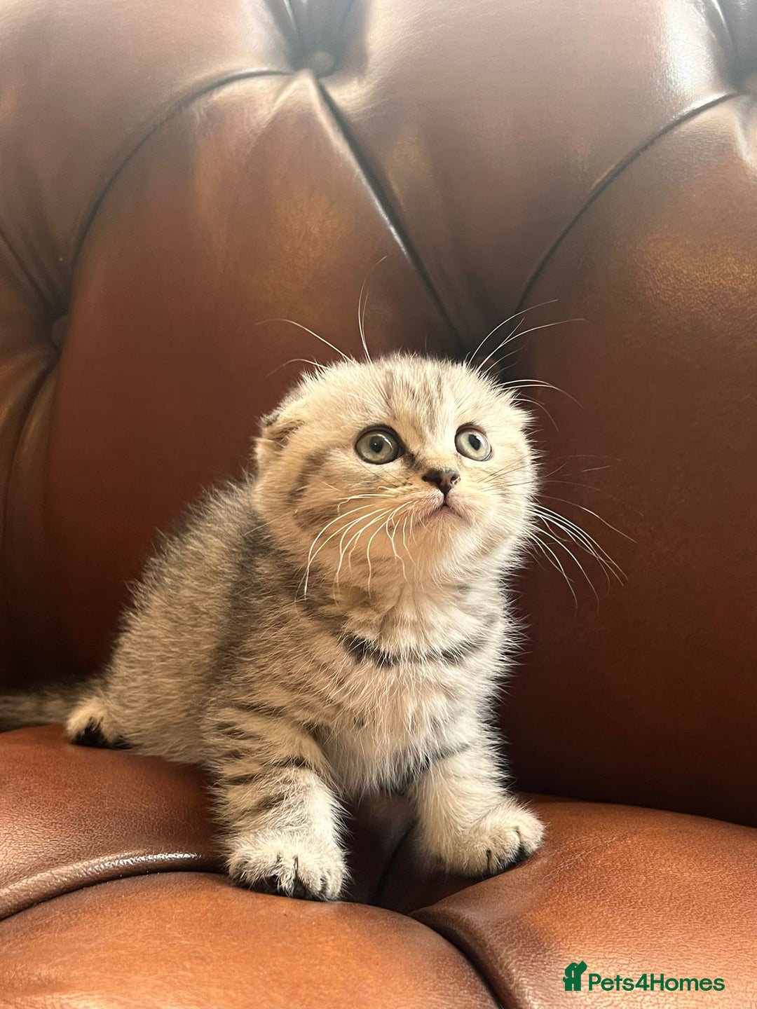Scottish Fold cats for sale: 💫🐾Adorable kittens looking for loving homes🐾💫 - Image 13