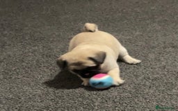 Pug dogs for sale: 2 beautiful pugs looking for their forever home - Image 11