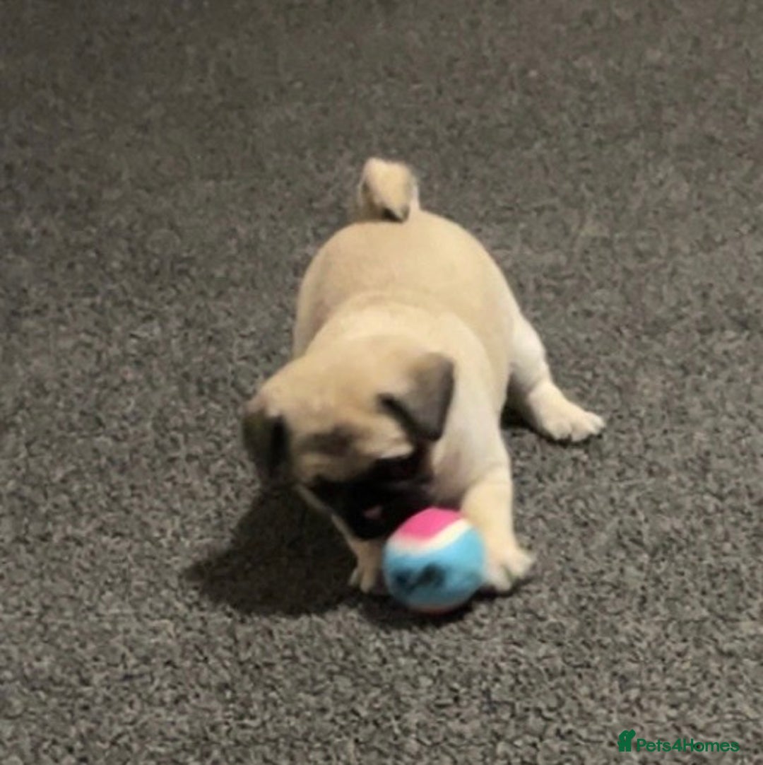 Pug dogs for sale: 2 beautiful pugs looking for their forever home - Image 11