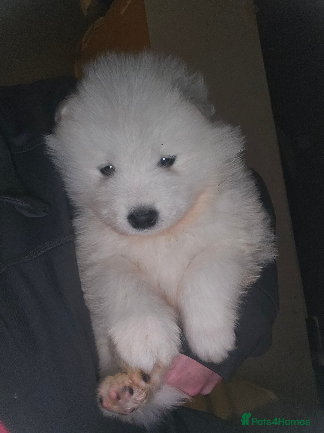 Samoyed dogs for sale: Registered samoyed puppies  - Advert 1