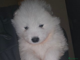 Samoyed dogs Registered samoyed puppies - Advert 1