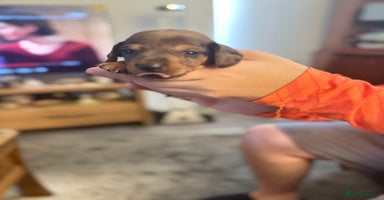Miniature Dachshund dogs - Advert 5