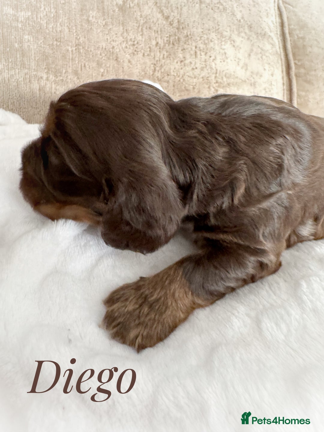 Cocker Spaniel dogs for sale: KC reg chocolate show cocker spaniel puppies  - Image 6