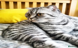 Scottish Fold cats for sale: Scottish fold kittens - Image 4
