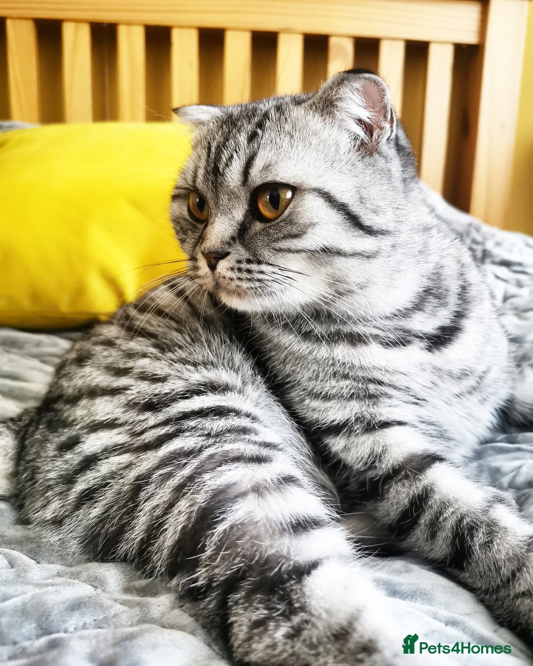 Scottish Fold cats for sale: Scottish fold kittens - Image 4