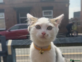 Mixed Breed cats for sale: Kittens for sale - Advert 1