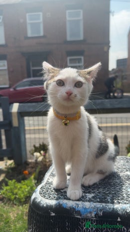 Mixed Breed cats Kittens for sale - Advert 1