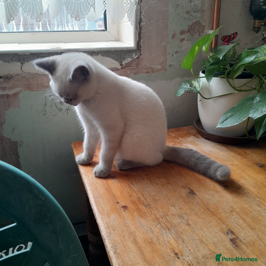British Shorthair cats for sale: BSH Kitten - Male 5 Mth Old - Lilac Colourpoint - Image 12