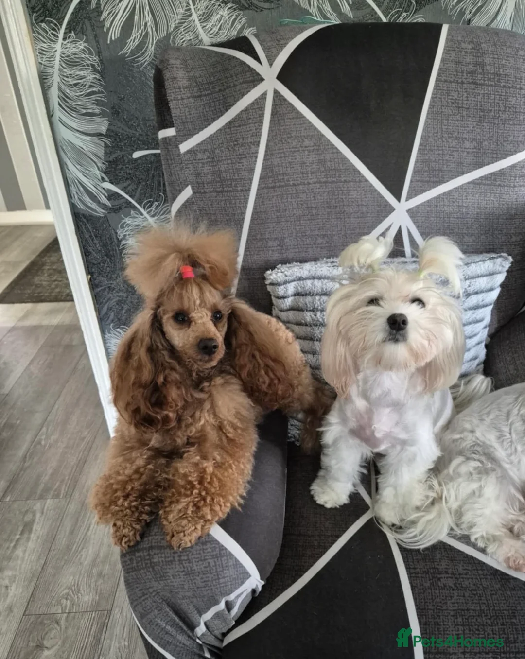 Maltipoo dogs for sale: Adorable very small maltipoo puppies 🐶❤️ - Advert 8