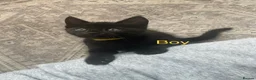 Mixed Breed cats for sale: 🐾 6 LOVELY, FRIENDLY KITTENS – 5 BOYS & 1 GIRL 🐾 - Advert 4
