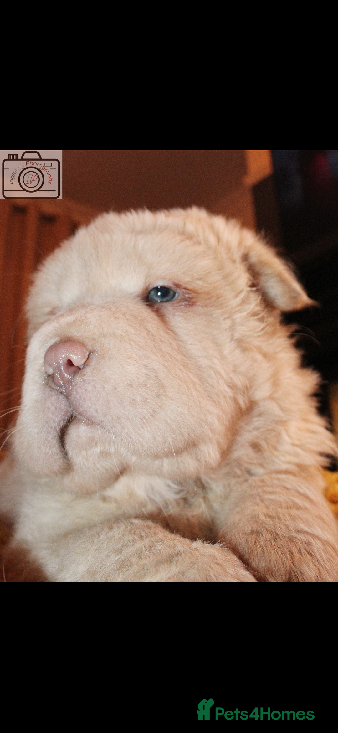 Shar Pei dogs for sale: 3  Gorgeous bears 🐻  - Advert 5