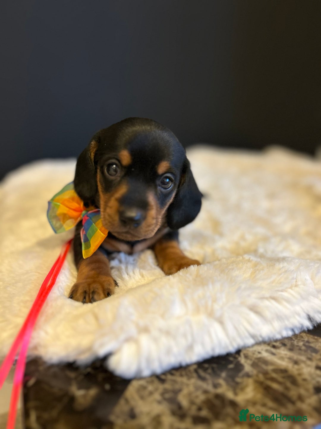 Miniature Dachshund dogs for sale: Smooth Hair Boys -5 star Breeder ⭐️⭐️⭐️⭐️⭐️ - Advert 3