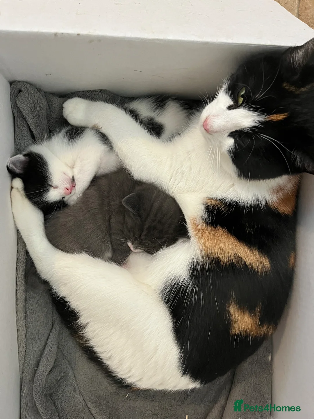 Mixed Breed cats for sale: Grey kitten - Advert 1