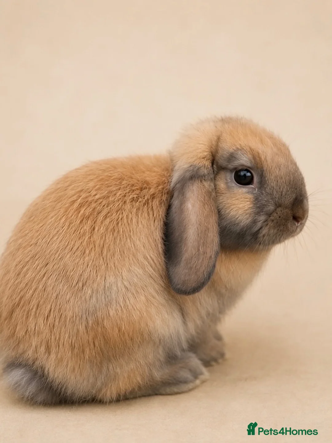 Mini Lop rabbits for sale: Sooty Fawn mini lop  - Advert 2