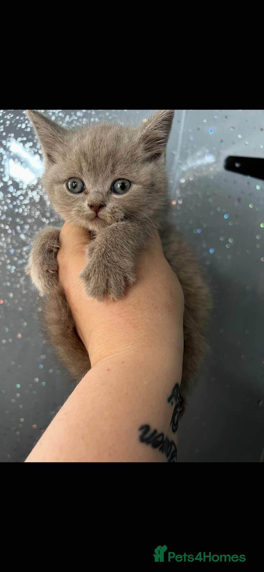 British Shorthair cats for sale: Beautiful British shorthair kittens  - Advert 4