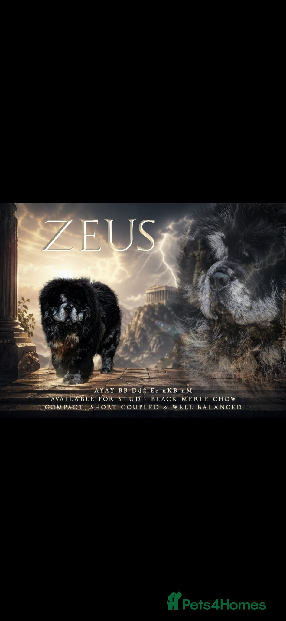 Chow Chow dogs Chow chow stud  - Advert 3