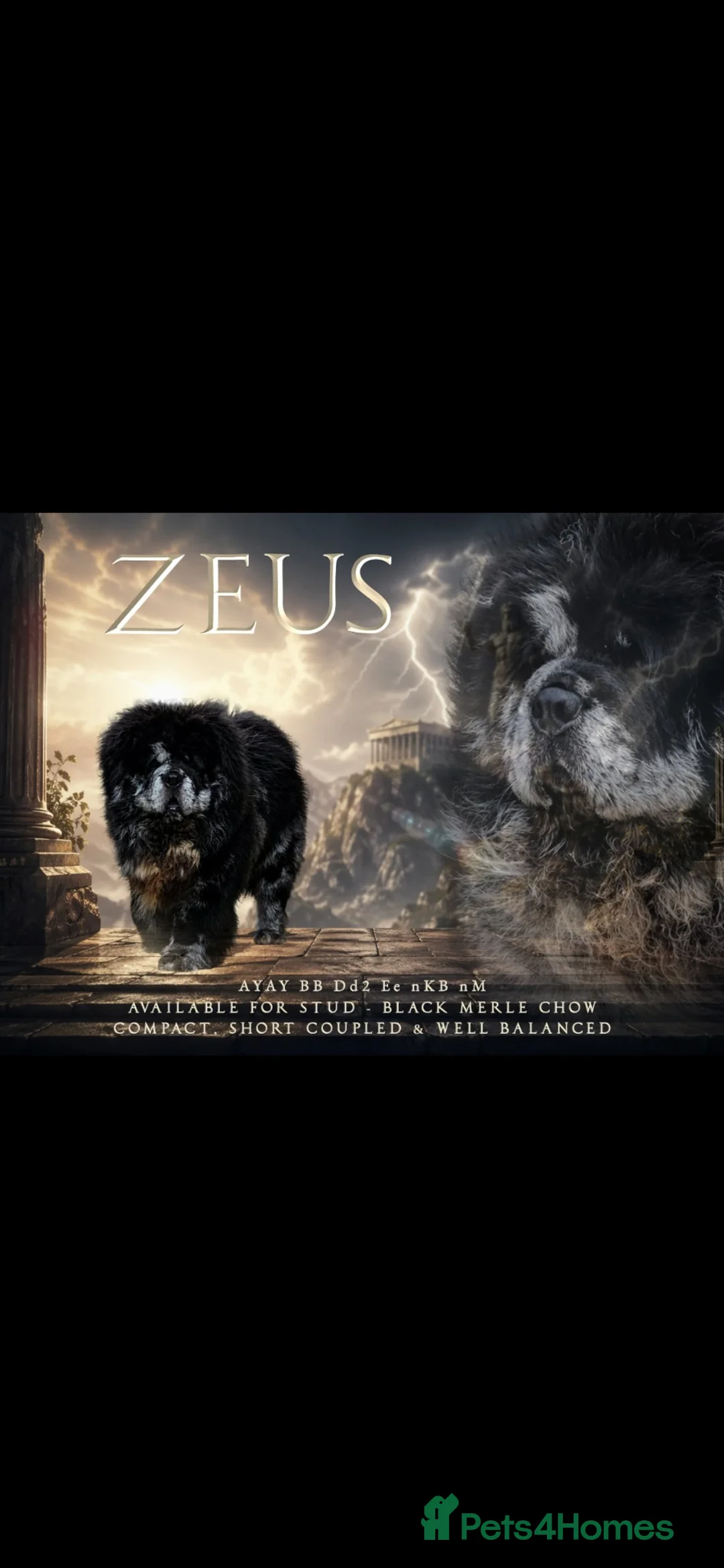Chow Chow dogs for stud: Chow chow stud  - Advert 1