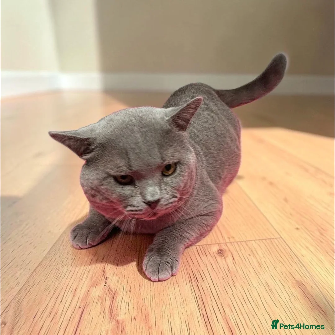 British Shorthair cats for sale: 🐾 Proven British Shorthair Male – For Sale 🐾 - Advert 2