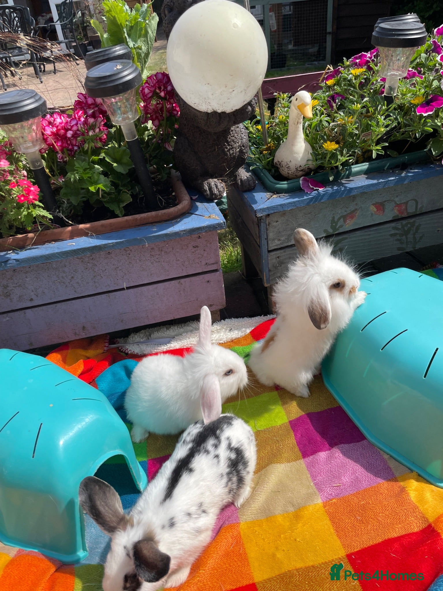 Mixed Breed rabbits Baby rabbits ready to leave on 27th June.  - Advert 4
