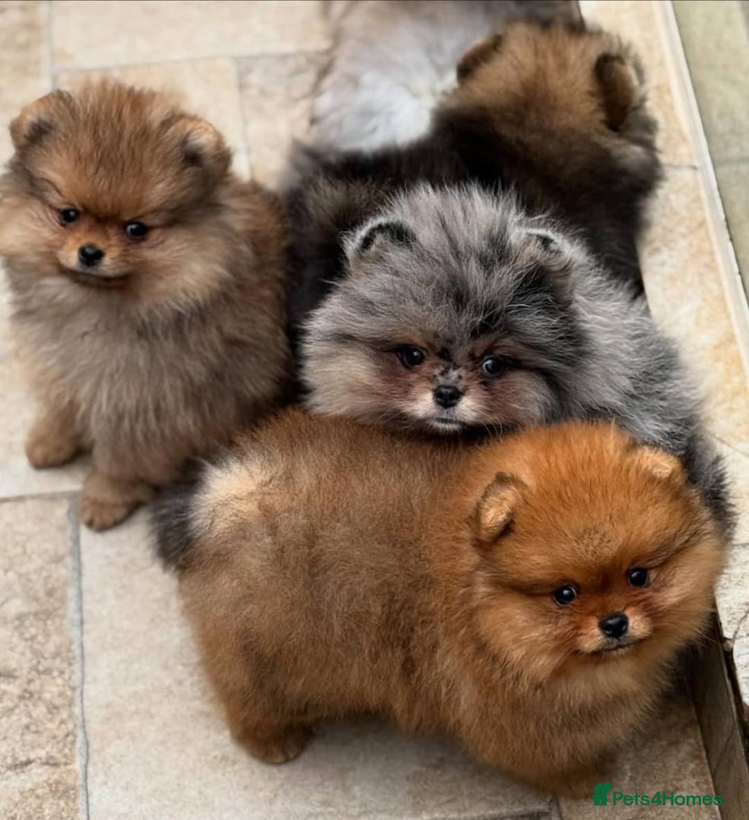 Pomeranian dogs for sale: 🧸🐾 Our Fluffy Pomeranian Puppies for Sale ✨💛 - Image 2