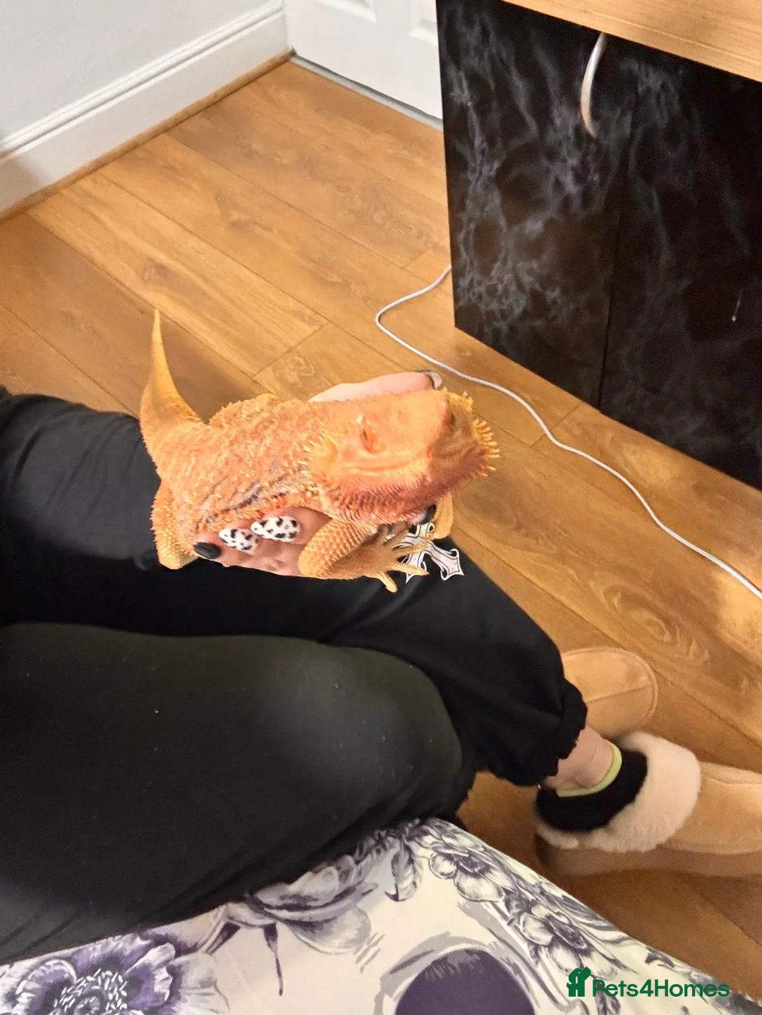 Bearded Dragon reptiles for sale: Nova the hypo super red blue bar dragon  - Advert 7
