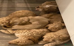 Cockapoo dogs for sale: - 3 Cockapoo Puppies - ! collect today ! Chester - - Image 20
