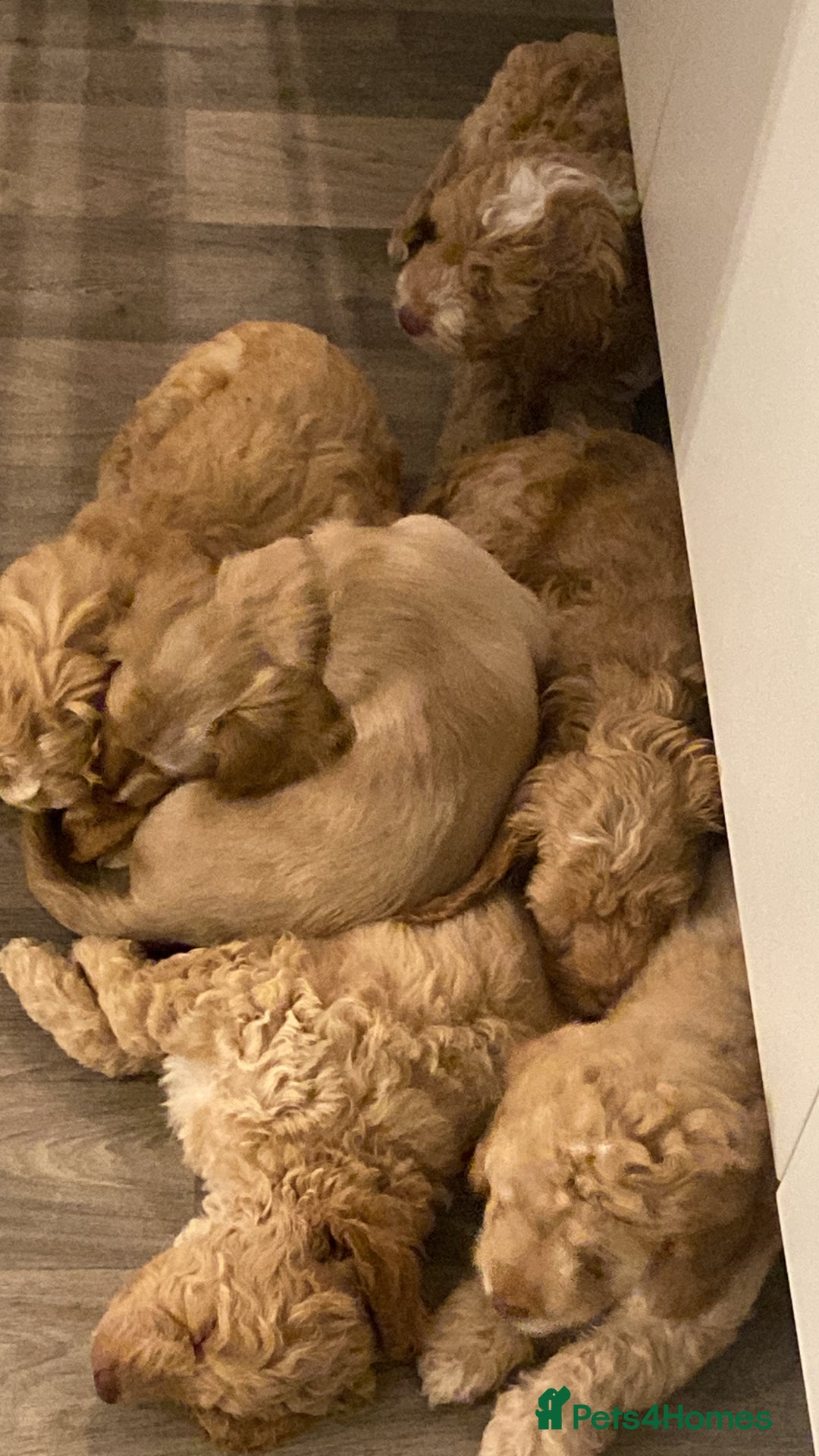 Cockapoo dogs for sale: - 3 Cockapoo Puppies - ! collect today ! Chester - - Image 20