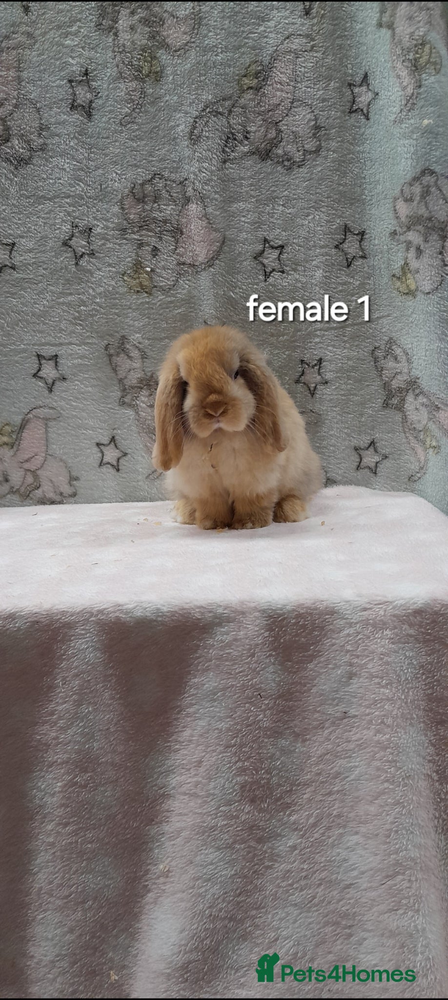 Mini Lop rabbits for sale: Purebred mini lops  - Advert 1